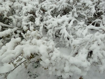 雪29.jpg