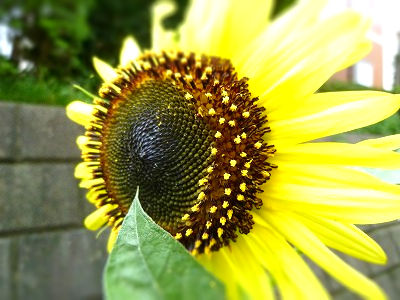 sunflower2-tiltshift.jpg